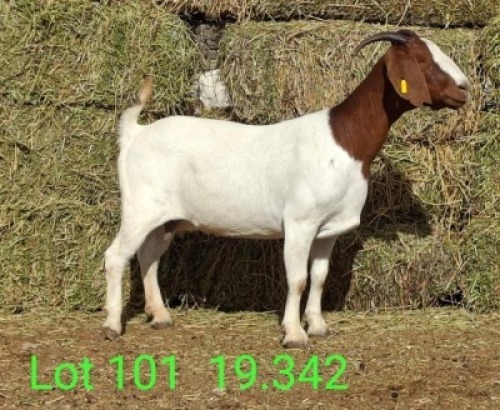 LOT 101 1X BOER GOAT EWE Paul Moore