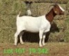 LOT 101 1X BOER GOAT EWE Paul Moore