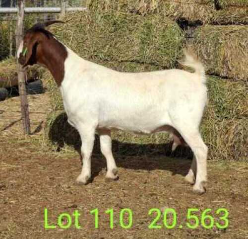 LOT 110 1X BOER GOAT EWE John Moore