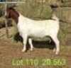 LOT 110 1X BOER GOAT EWE John Moore