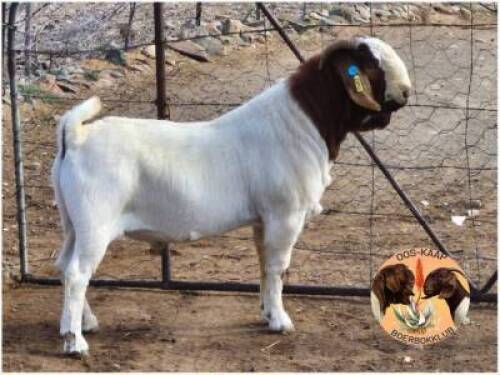 LOT 1 1X BOER GOAT RAM Osplaat