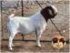 LOT 1 1X BOER GOAT RAM Osplaat