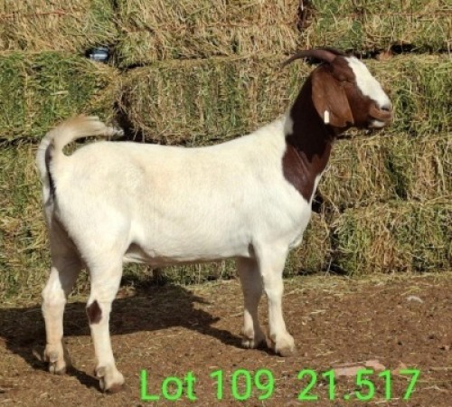 LOT 109 1X BOER GOAT EWE John Moore