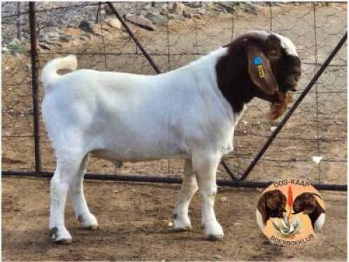 LOT 2 1X BOER GOAT RAM Osplaat