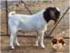 LOT 2 1X BOER GOAT RAM Osplaat