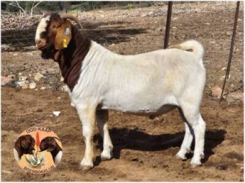 LOT 4 1X BOER GOAT RAM Dupreezkraal