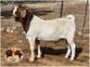 LOT 4 1X BOER GOAT RAM Dupreezkraal
