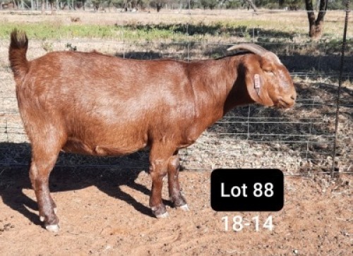 1 X OOI/EWE POEN DE BRUYN STOET - F