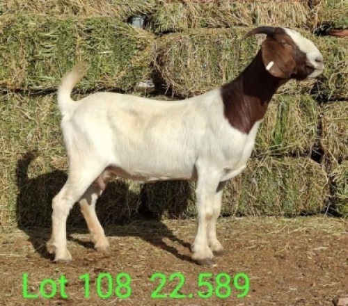 LOT 108 1X BOER GOAT EWE John Moore