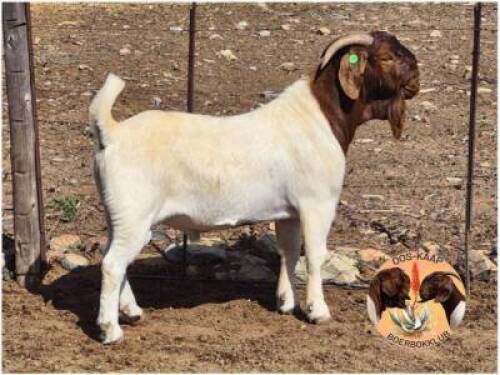 LOT 5 1X BOER GOAT RAM Biggs Boerbokke