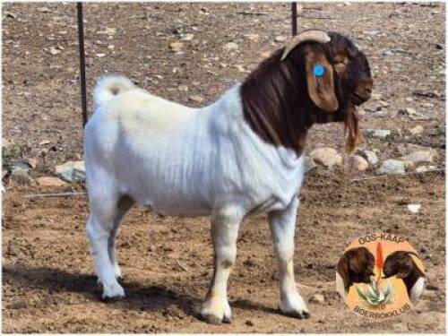 LOT 3 1X BOER GOAT RAM Mon Desir