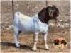 LOT 3 1X BOER GOAT RAM Mon Desir