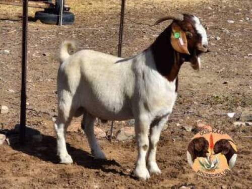 LOT 7 1X BOER GOAT RAM Nuwejaarsfontein