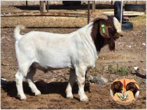 LOT 10 1X BOER GOAT RAM Pw Botha