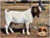 LOT 10 1X BOER GOAT RAM Pw Botha