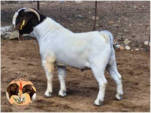 LOT 6 1X BOER GOAT RAM Grootvlak