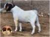 LOT 6 1X BOER GOAT RAM Grootvlak
