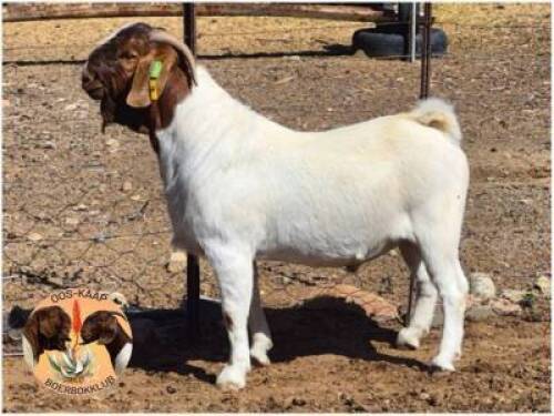 LOT 8 1X BOER GOAT RAM Mon Desir