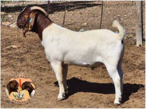 LOT 9 1X BOER GOAT RAM Dupreezkraal