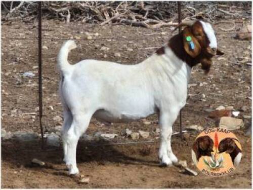 LOT 11 1X BOER GOAT RAM Nuwejaarsfontein