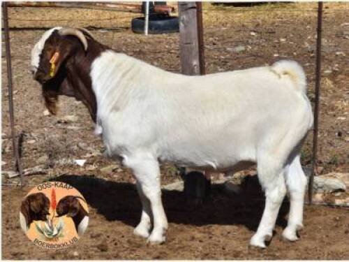 LOT 12 1X BOER GOAT RAM Dirk L&ouml;tter