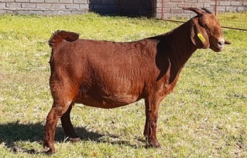 1 X OOI/EWE ALBIE HORN - ALBIAN STUD - F