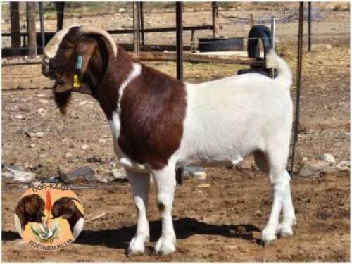 LOT 13 1X BOER GOAT RAM Dupreezkraal