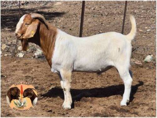 LOT 15 1X BOER GOAT RAM Pw Botha