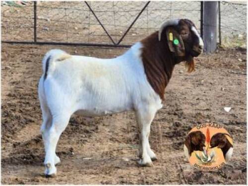 LOT 14 1X BOER GOAT RAM Garsland