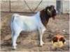 LOT 14 1X BOER GOAT RAM Garsland