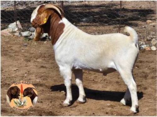 LOT 16 1X BOER GOAT RAM Nuwejaarsfontein