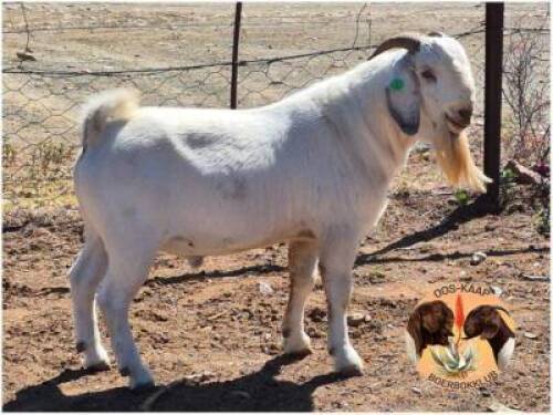 LOT 19 1X SAVANNA RAM Camdeboo Savannas