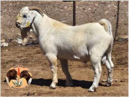 LOT 18 1X SAVANNA RAM Camdeboo Savannas