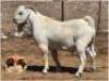 LOT 18 1X SAVANNA RAM Camdeboo Savannas