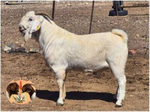 LOT 17 1X SAVANNA RAM Camdeboo Savannas