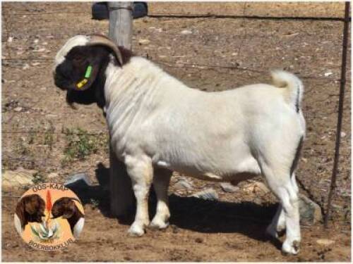 LOT 20 1X BOER GOAT RAM Mon Desir