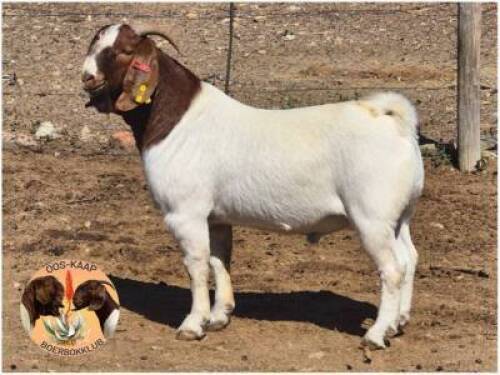 LOT 22 1X BOER GOAT RAM Dirk L&ouml;tter