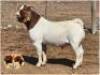 LOT 22 1X BOER GOAT RAM Dirk L&ouml;tter