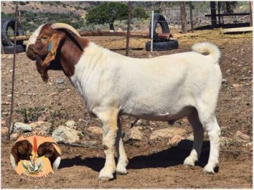 LOT 21 1X BOER GOAT RAM Nicrya