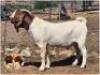 LOT 21 1X BOER GOAT RAM Nicrya