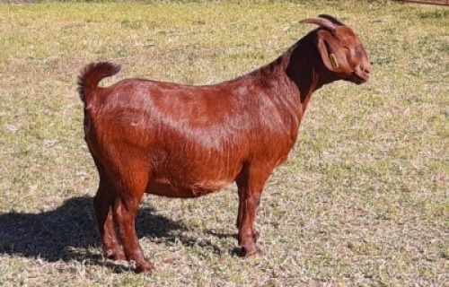 1 X OOI/EWE ALBIE HORN - ALBIAN STUD - F