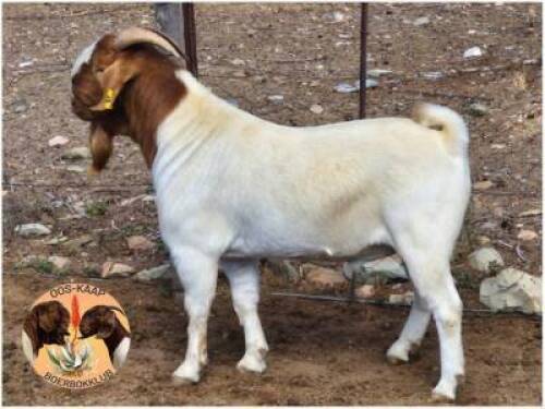 LOT 23 1X BOER GOAT RAM Nuwejaarsfontein