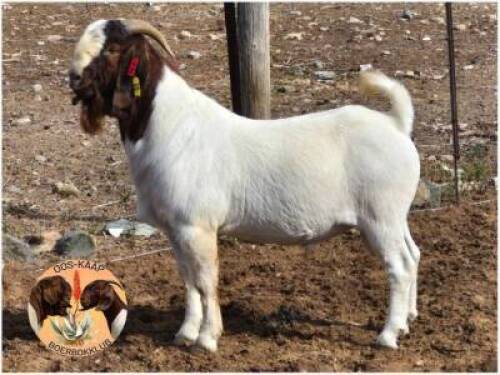 LOT 24 1X BOER GOAT RAM Dirk L&ouml;tter