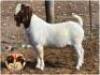 LOT 24 1X BOER GOAT RAM Dirk L&ouml;tter