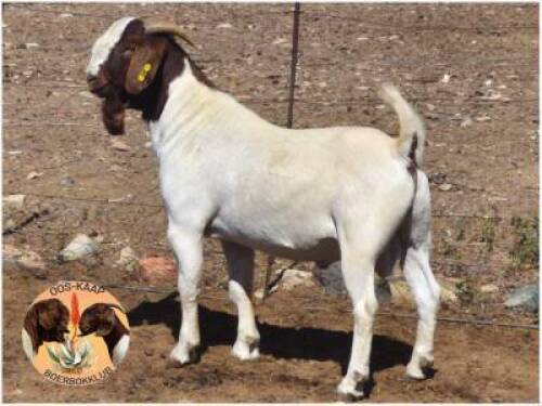 LOT 26 1X BOER GOAT RAM Nuwejaarsfontein