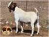 LOT 26 1X BOER GOAT RAM Nuwejaarsfontein