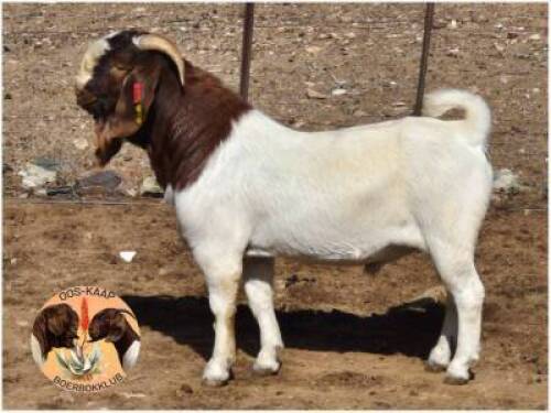 LOT 25 1X BOER GOAT RAM Dirk L&ouml;tter
