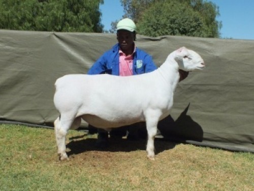 1X WIT DORPER T4 RAM