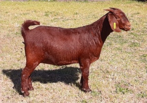 2 X OOI/EWE ALBIE HORN - ALBIAN STUD (BETAAL PER STUK OM LOT TE NEEM) - F