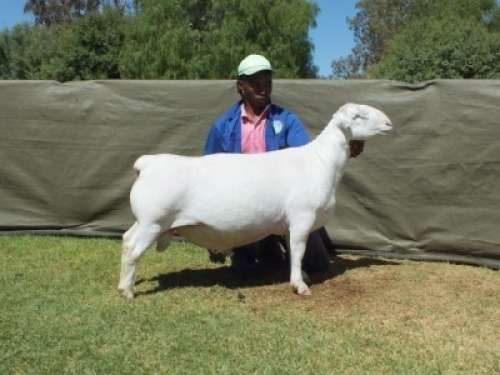 1X WIT DORPER T3 RAM